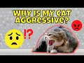 Download Lagu Why is My Cat Aggressive Towards Me? (How to Solve It)