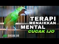 Download Lagu TERAPI MENAIKKAN MENTAL CUCAK IJO DENGAN AUDIO SUARA BURUNG SEKITAR COCOK DONGKRAK EMOSI IJO LAIN