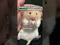 Lagu Ranking The FUNNIEST Hamster Moments EVER