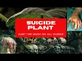 The Suicide Plant Has the Most Painful Stingers in the World