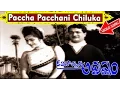 Download Lagu Paccha Pacchani Chiluka Video Song - Kalisochina Adrustam Movie Songs - NTR, Kanchana - V9videos