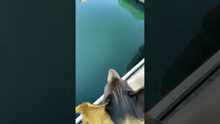 . #fyp #dream #youtube #doberman #pets