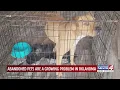 Abandoned pets are a growing problem in Oklahoma