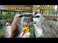 Download Lagu PERBANDINGAN BURUNG TRUCUKAN KEBO DENGAN TRUCUKAN STANDAR, PUNYA KARAKTER POSTUR TEGAP 😍