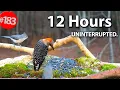 Download Lagu 12 Hr. Uninterrupted Cat TV 😻 Best of Compilation of Birds \u0026 Squirrels 🐦No Ads @LensMyth