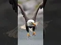 Download Lagu MUST SEE! Insane eagle devours fish whole while flying. #wildlife #birds #eagles