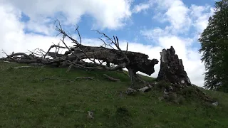 Към връх Албина 