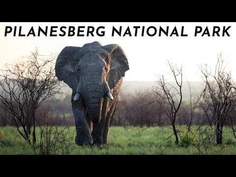 Download MP3 A Spontaneous Safari | Pilanesberg National Park