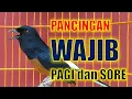Download Lagu Pancingan Murai Batu ANTI NGERIWIK  Buka Krodong Langsung NGEPLONG