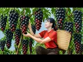 Download Lagu Harvesting Thompson Seedless Grape \u0026 Cooking Gac Beef Stew with Wine | Traditional Village Recipe