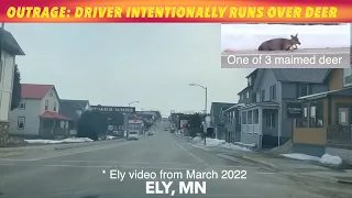 OUTRAGE Driver Intentionally Runs Over Deer
