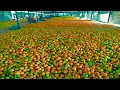 Download Lagu How Mango Juice Made in Factory? - Mango juice production from Mango