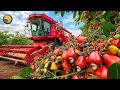 Download Lagu Hoe boeren 3,9 miljoen ton cashewnoten oogsten en op deze manier verwerken | Landbouwdocumentaire