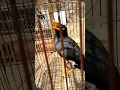 Download Lagu Jalak kebo pintar ngomong beo aja kalah sama burung satu ini