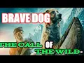 Download Lagu BRAVE DOG 2021 CALL OF THE WILD BEST MOVIE  ADVENTURE 2021 .2022 BEST MOVIE ALL TIME