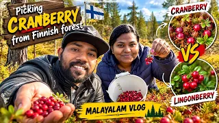 🍒😋ഫിൻലാന്റിലെ കാട്ടിലെ ക്രാൻബറി | cranberry #mallusinfinland #familyvlog #malayalam 