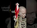 The Triceps in 3D