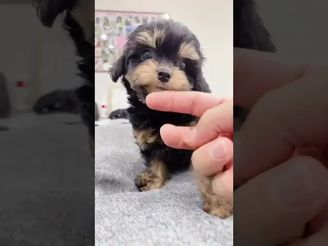 動画