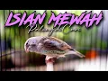 Download Lagu PALING DIBURU! MASTERAN KENARI ISIAN BLACKTHROAT GACOR SUARA JERNIH DURASI PANJANG