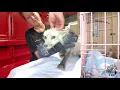 Transferring 10 foxes to Florida Vet Visit