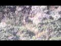2015 sept mule deer