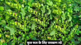 कपास में फूल झड़ना बंद! Flowering Stage में ये Spray Combination | Cotton Flower Drop Solution