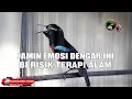 Lagu PASTI EMOSI DAN IKUT GACOR !! TERAPI PANCINGAN KOLIBRI NINJA PALING AMPUH