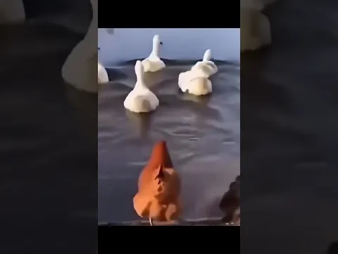 🐔 Ela achou que era um pato... até entrar na água! 😂 #shorts
