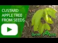 Custard apple tree from seeds Annona reticulata