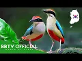 Download Lagu Vogels van Korea | De mooiste vogels die je nog nooit in Korea hebt gezien | BBTV Officieel