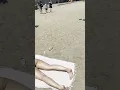 Download Lagu 🇪🇸 Sunny day at Barcelona beach Spain