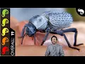 Blue Death-Feigning Beetle The Best Invertebrate