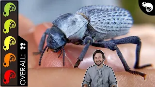 Download Blue Death-Feigning Beetle, The Best Invertebrate MP3