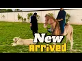 Download Lagu My new horse arrived at farmhouse 😍Leo in chain 😱(mian saqib)