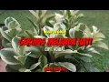 Download Lagu Gerimis Melanda Hati | Erie Suzan | Karaoke Dangdut Slow Full Lirik | Cover Rudi ZLD