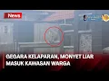 Download Lagu Kawanan Monyet Ekor Panjang Masuk ke Permukiman Warga di Medan