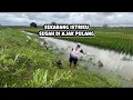 SEKARANG ISTRIKU SUSAH DIAJAK PULANG ll Kompilasi Video Mancing Pusanggala #pusanggala  #mancingliar