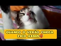 Download Lagu Quando o verão chega fico assim - morrendo de calor🥵