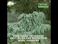 Your Guide to Cedars - Best Picks for Mountain West Gardens