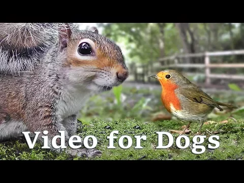 Download MP3 Videos for Dogs to Watch Extravaganza : Dog Watch TV - 8 Hours of Birds and Squirrel Fun for Dogs ✅
