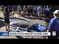 Rehabilitated manatee returns home to Jacksonville waters