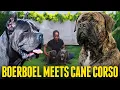 BOERBOEL MEETS CANE CORSO FOR THE FIRST TIME