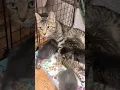 Download Lagu kitty pile at mama's milk bar #tabby #fosterkittens