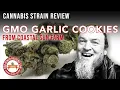 Coastal Sun Farm GMO Garlic Cookies Strain Review 33 THC