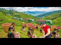 Download Lagu Use Truck To Transport Millions of Fruits Lychees, Longans, Jackfruit, Go To Market Sell