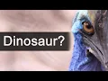 Download Lagu The Cassowary: The World's Most Dangerous Bird?