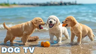 12 Hours Of Dog Music Dog Calming Music Piano Music To Ease Separation Anxiety In Dogs Dog Tv  12 Hours Of Dog Music Dog Calming Music Piano Music To Ease Separation Anxiety In Dogs Dog Tv