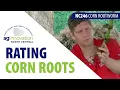 Rating corn roots for injury
