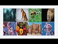 Responsive Images Gallery With Zoom Hover Effect Using HTML CSS