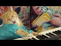Keyboard Cat Rocks On